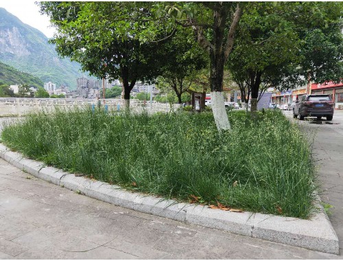 博鱼官方网站：永洋新城2号绿化工程招标